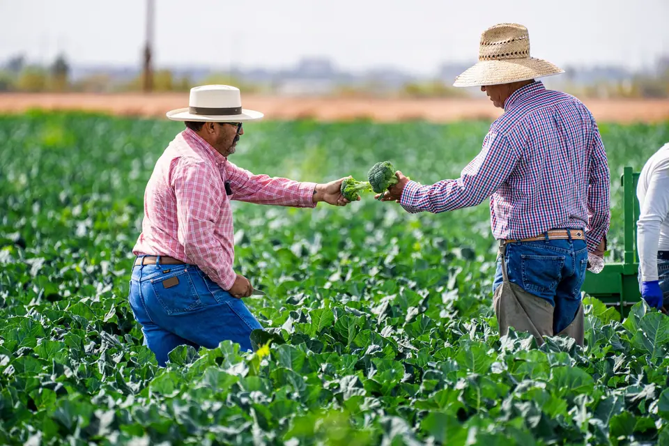 Two crew leads in straw hats checking a broccoli crop