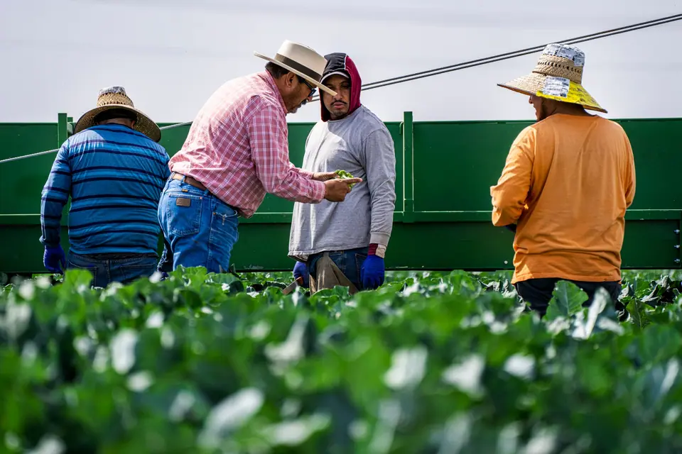 Harvest crew in straw hats working beside a field wagon