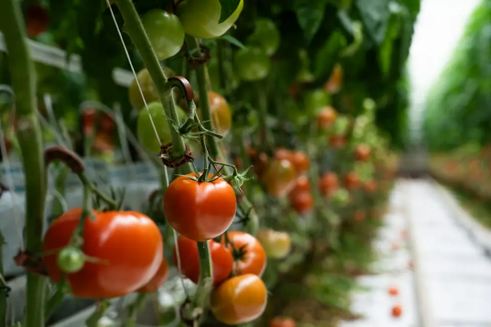 Ripening tomatoes hanging on trellised vines in a greenhouse row