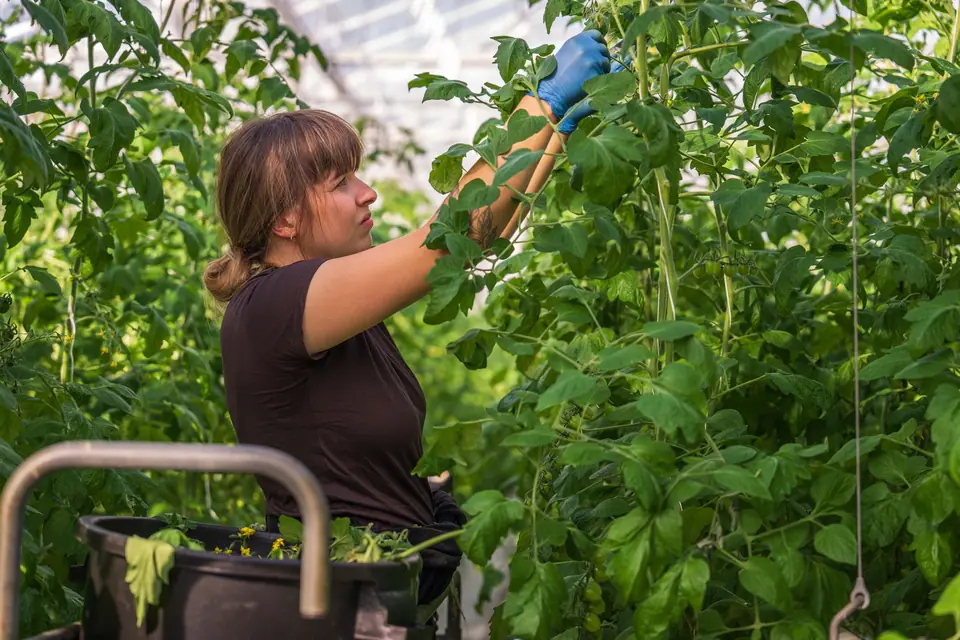 A greenhouse worker tending tall tomato vines