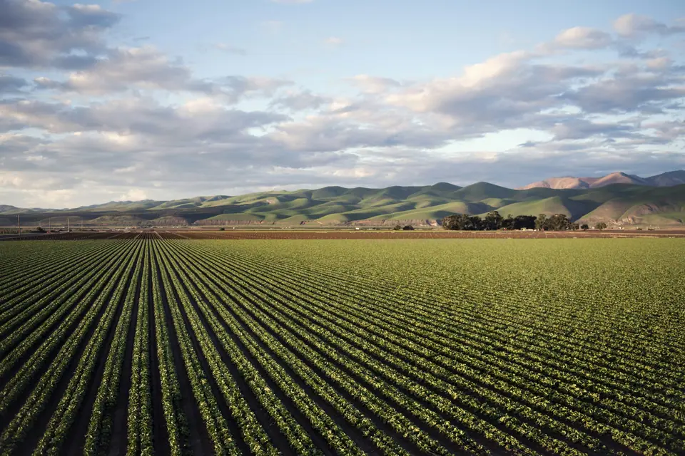 Straight lettuce rows running to rolling California hills