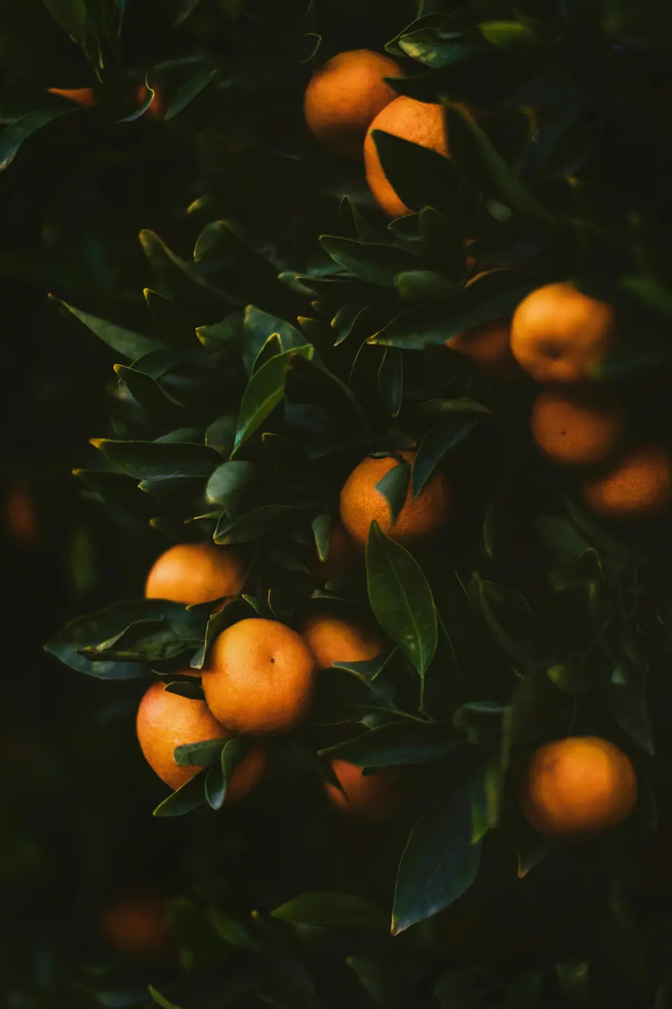 Citrus tree loaded with ripe oranges