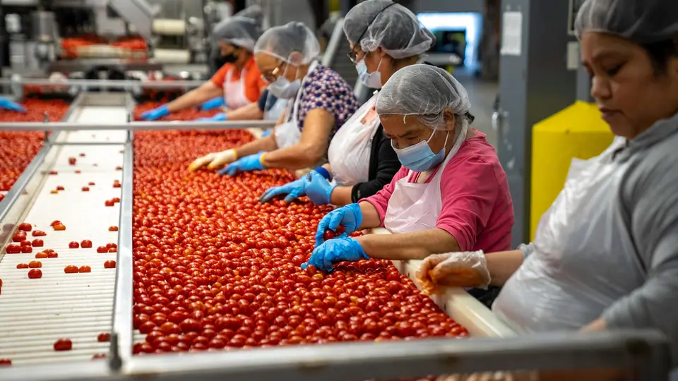 Workers in hairnets and gloves sorting tomatoes on a packing line