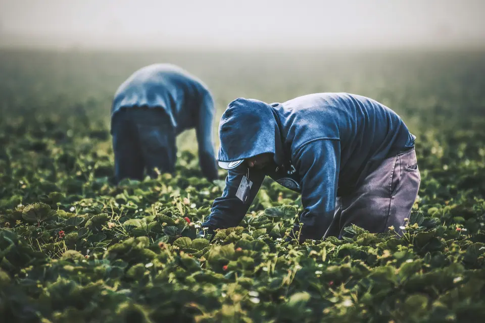 Farmworkers bent over rows harvesting strawberries by hand
