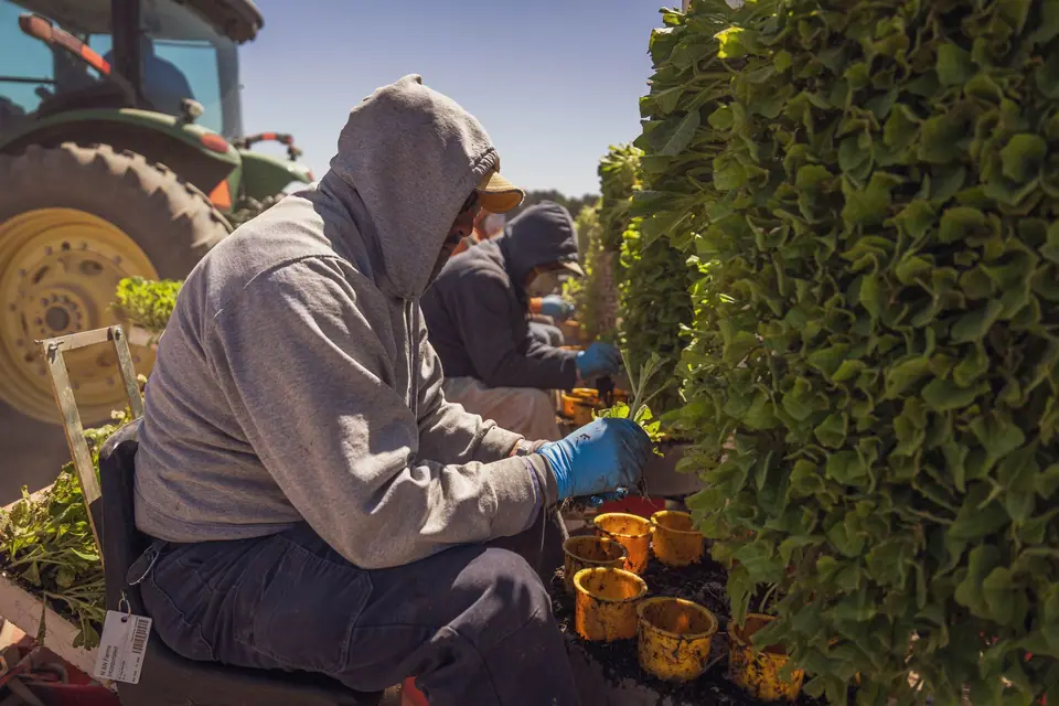 A gloved worker setting seedlings on a planting rig
