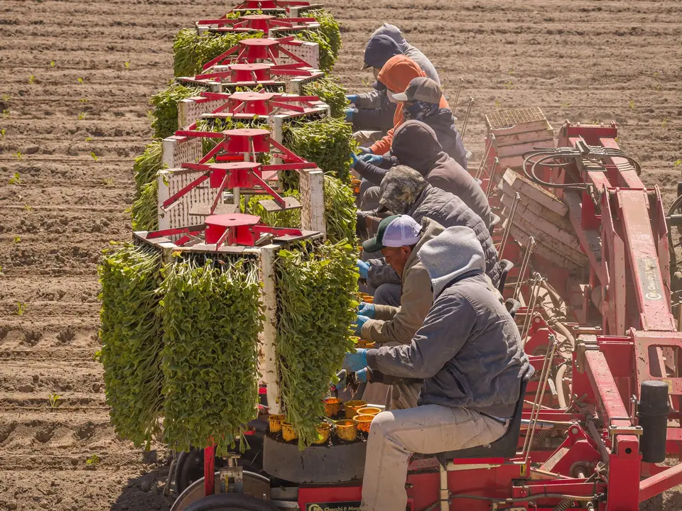 A crew riding a transplanter, feeding seedlings into fresh ground
