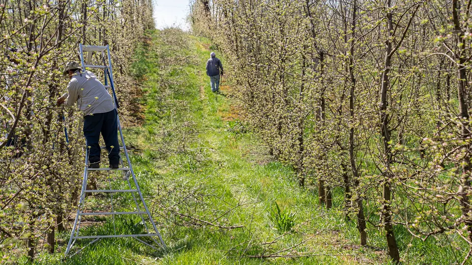 Pruners on ladders working down an orchard row in spring