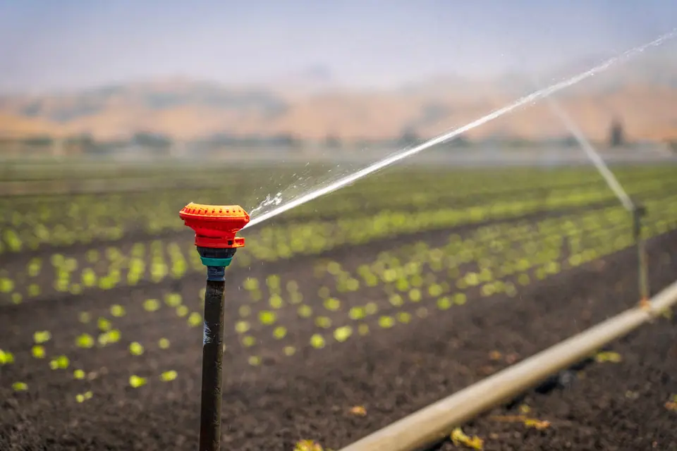 A sprinkler watering young crop rows