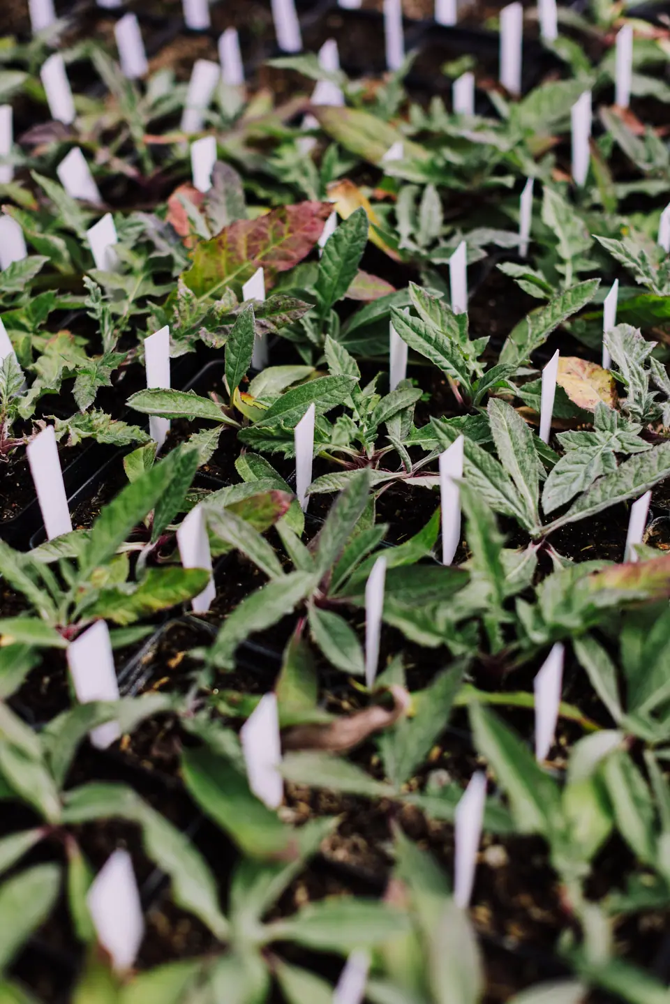 Young tomato plants in nursery trays ready to transplant