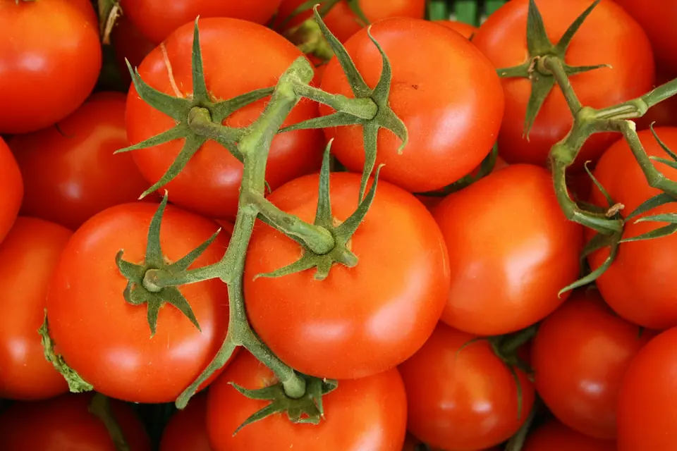 Close-up of red tomatoes on the vine