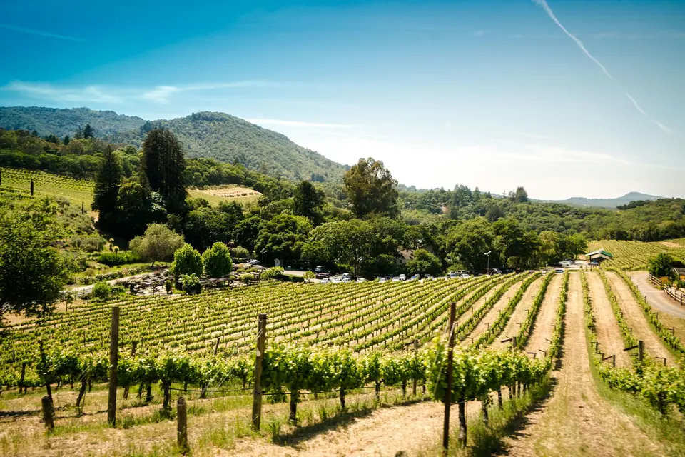 Vineyard rows in warm afternoon light