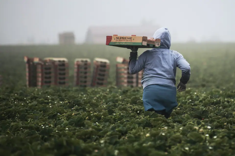 A farmworker carrying a harvest flat across a misty field