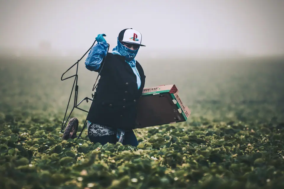 A field worker in a cap and face covering carrying a harvest cart